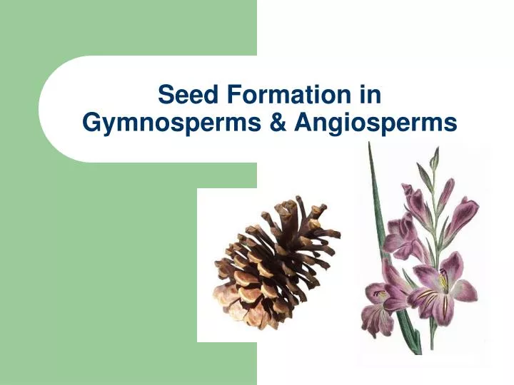 seed formation in gymnosperms angiosperms