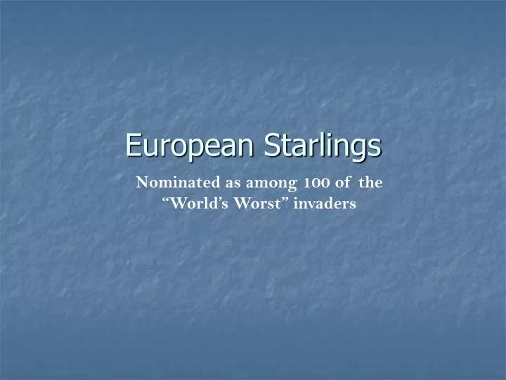 european starlings