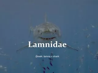 Lamnidae