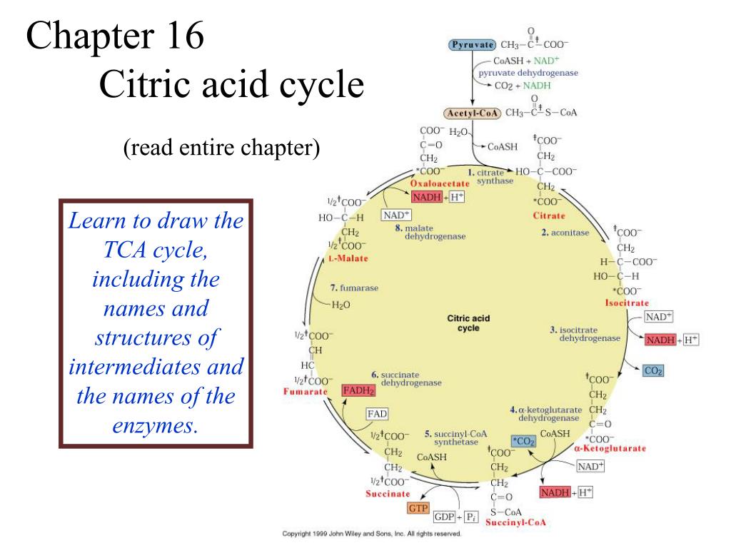 PPT - Chapter 16 Citric acid cycle PowerPoint Presentation, free ...