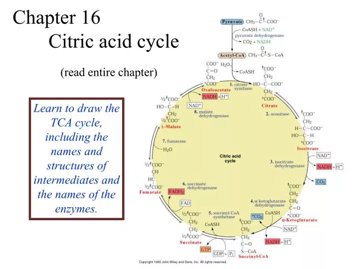 chapter 16 citric acid cycle