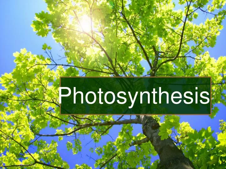 photosynthesis