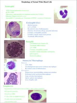 Morphology of Normal White Blood Cells