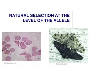 NATURAL SELECTION AT THE LEVEL OF THE ALLELE
