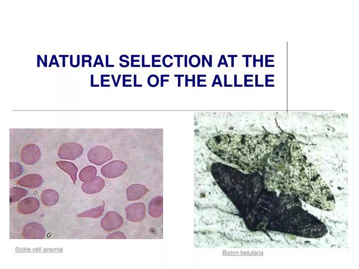 natural selection at the level of the allele