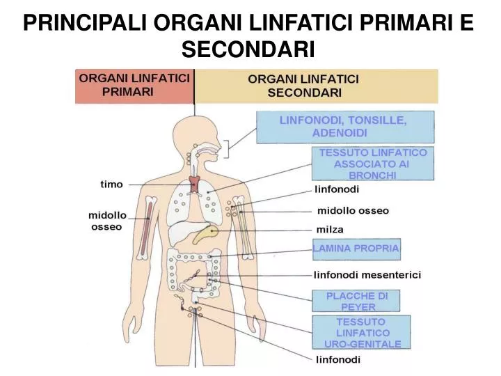principali organi linfatici primari e secondari