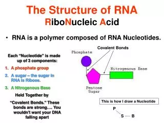 The Structure of RNA R ibo N ucleic A cid