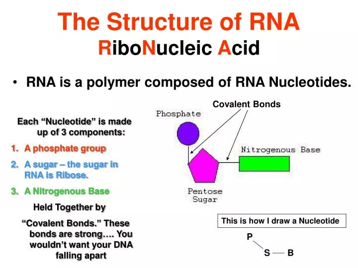 the structure of rna r ibo n ucleic a cid