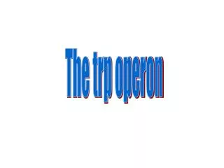 The trp operon