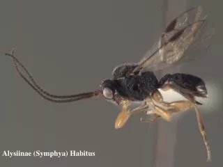Alysiinae (Symphya) Habitus