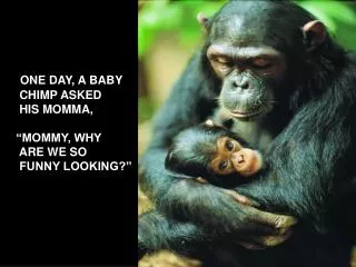 ONE DAY, A BABY CHIMP ASKED HIS MOMMA, “MOMMY, WHY ARE WE SO FUNNY LOOKING?”