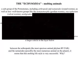 THE &quot;ECDYSOZOA&quot; - molting animals