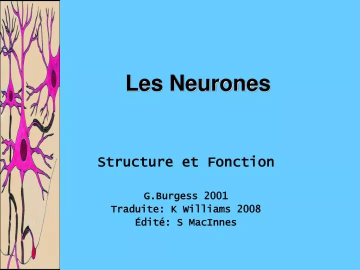 les neurones