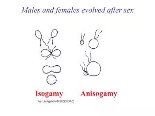 Males and females evolved after sex