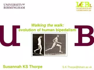 Walking the walk: evolution of human bipedalism