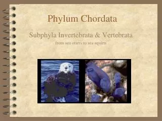 Phylum Chordata