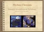 Phylum Chordata - slide 1