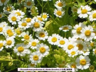 Chrysanthemum parthenium (L.) Berhn (feverfew) ???, ???