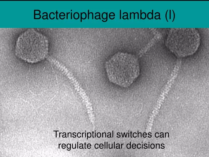bacteriophage lambda l
