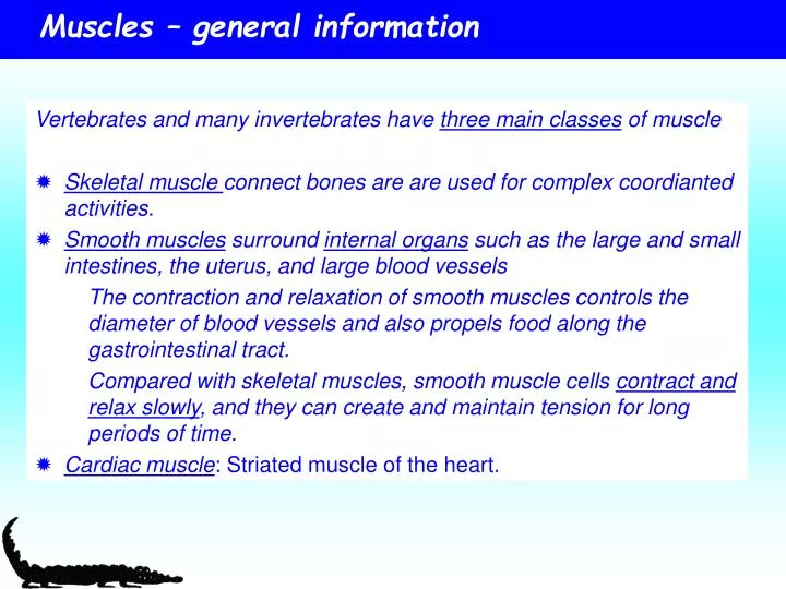 muscles general information