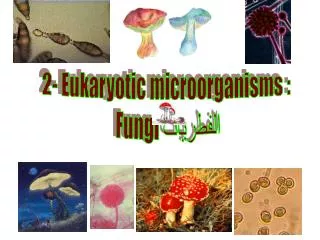2- Eukaryotic microorganisms : Fungi الفطريات