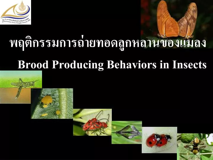 brood producing behaviors in insects