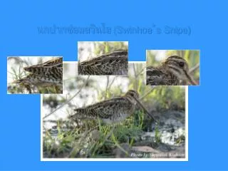 นกปากซ่อมสวินโฮ (Swinhoe ’ s Snipe)