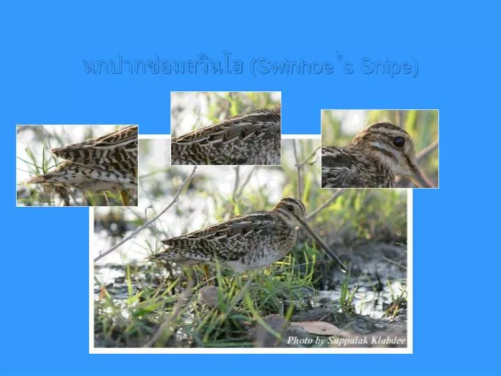 swinhoe s snipe