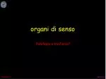 organi di senso - slide 1