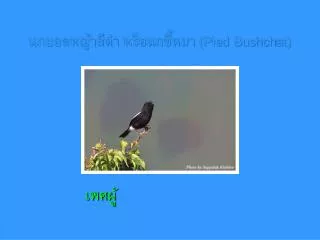 pied bushchat