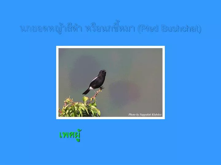 pied bushchat