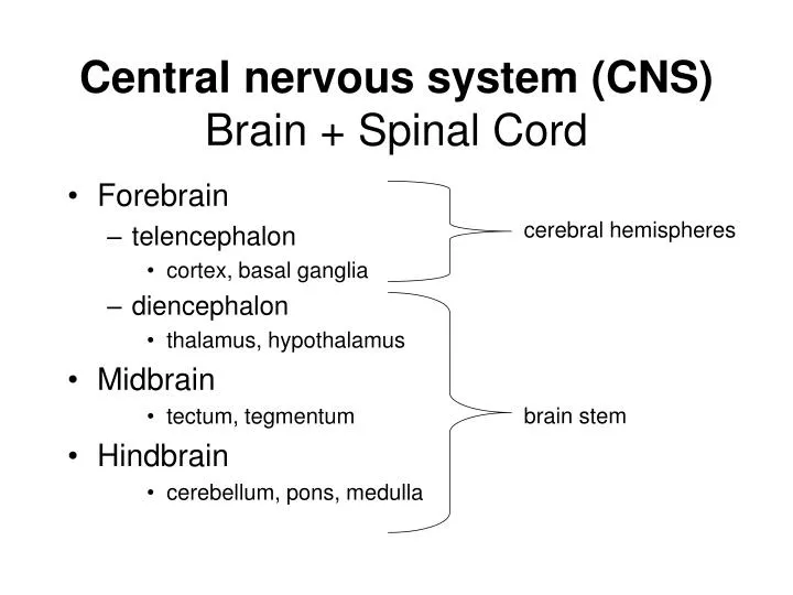 central nervous system cns brain spinal cord