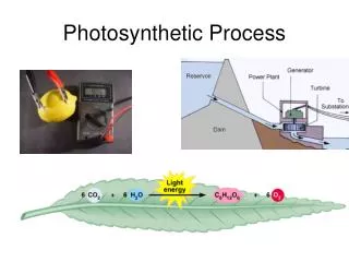 Photosynthetic Process