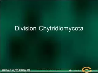 Division Chytridiomycota