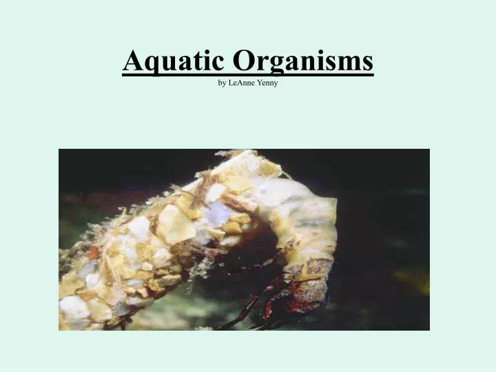 aquatic organisms by leanne yenny