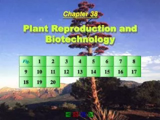 Chapter 38 Plant Reproduction and Biotechnology