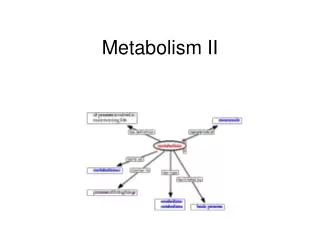 Metabolism II