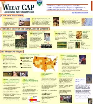A multi-state, multi-institution project, funded by USDA/CSREES dedicated to the genetic improvement of US wheat through