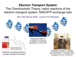 Electron Transport System: The Chemiosmotic Theory, redox reactions of the electron transport system, NAD/ATP exchange r