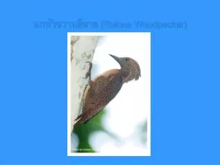 rufous woodpecker