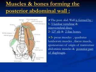 Muscles &amp; bones forming the posterior abdominal wall :