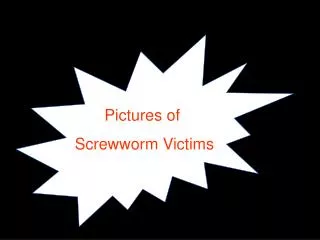 Pictures of Screwworm Victims