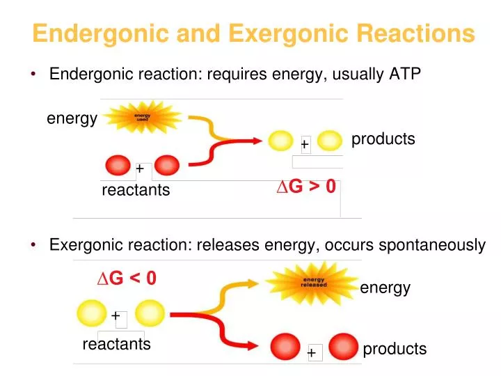 endergonic and exergonic reactions