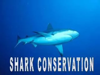 SHARK CONSERVATION