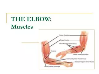 THE ELBOW: Muscles