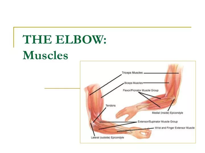 the elbow muscles