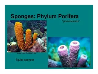 Sponges: Phylum Porifera