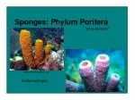 Sponges: Phylum Porifera - slide 1
