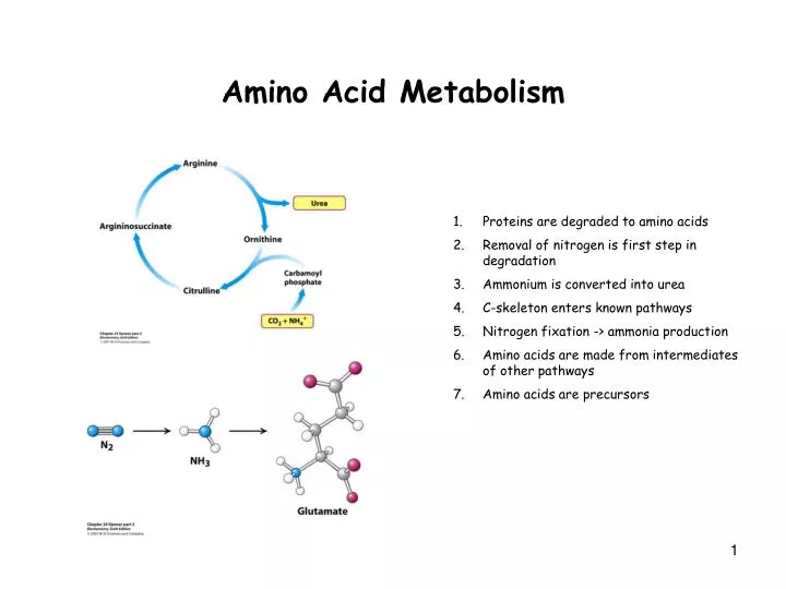 amino acid metabolism