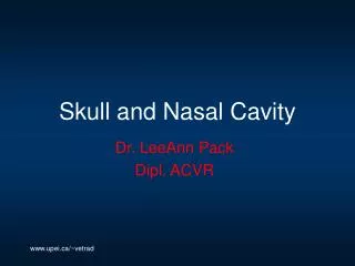 Skull and Nasal Cavity